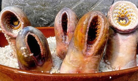 北极七鳃鳗靠吸食鲜血为生，长达60厘米恐怖生物